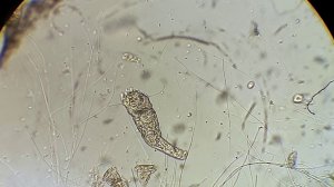 Аквариум для начинающих Корм для мальков коловратка своими руками кормим