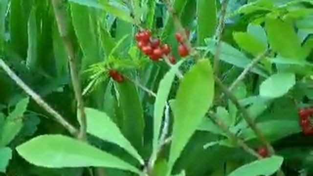 волчье лыко. смотреть онлайн