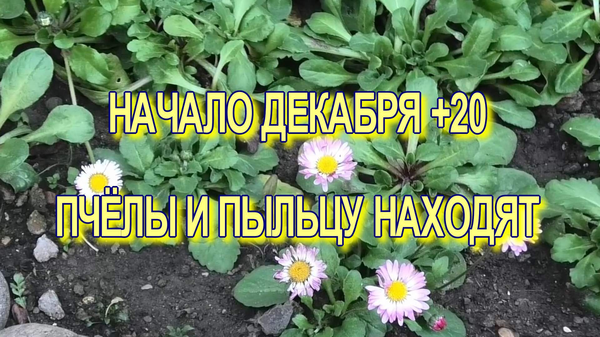 ДЕКАБРЬ +20 ЗИМОВКА ПРОДОЛЖАЕТСЯ смотреть онлайн
