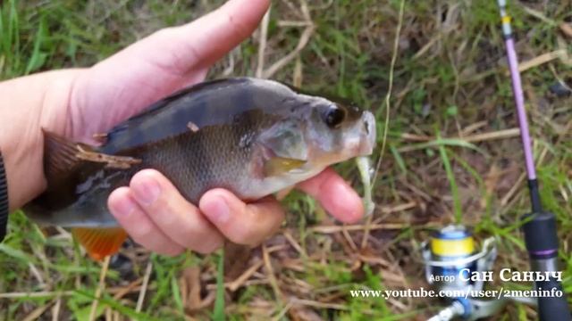 Подборка мордатых окуней смотреть онлайн