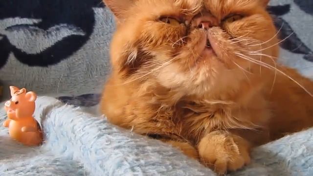 Кот Пончик. Самый милый кот! смотреть онлайн