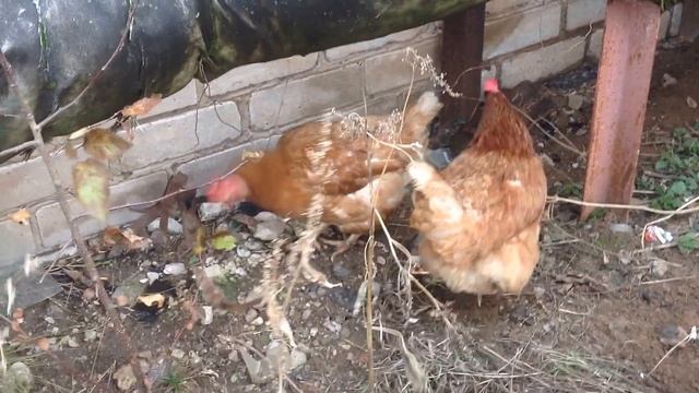 Куры несушки у котельной смотреть онлайн