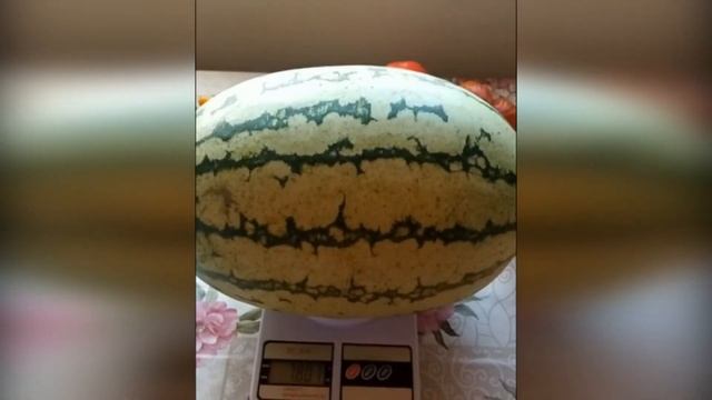Арбуз Бедуин смотреть онлайн