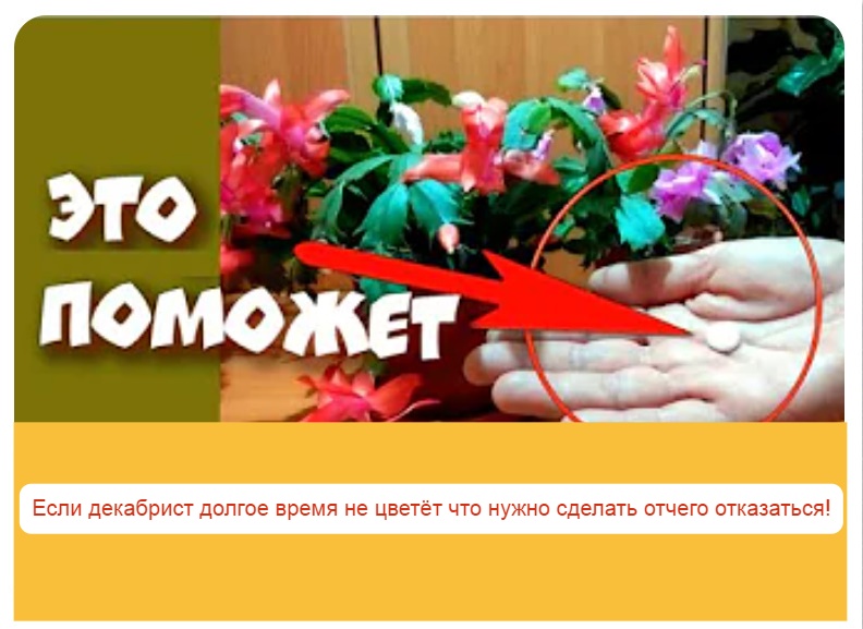 Если декабрист долгое время не цветёт что нужно сделать отчего отказаться! смотреть онлайн