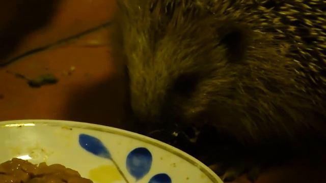 Ежик на даче / hedgehog смотреть онлайн