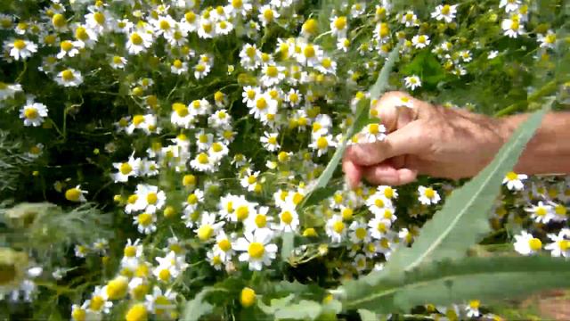 Echte Kamille смотреть онлайн