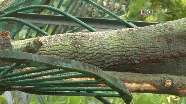 Последствия урагана. Упавшее дерево перекрыло тротуар по ул.Октябрьской смотреть онлайн