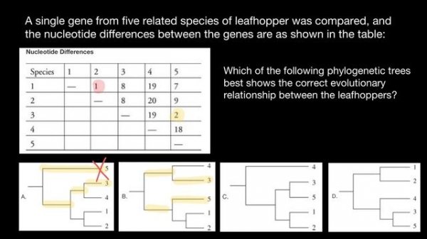 Molecular Clock | Gene Clock | Evolutionary clock