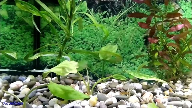 Фильтрация воды в аквариуме аэрация перемешивание течение как лучше сделать.