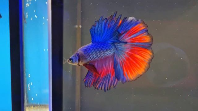 супедельа и черная орхидея смотреть онлайн