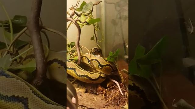 My little girl UlaHula (Net Python, Python Reticulatus) gets a rat on her birthday. 1 year old смотреть онлайн