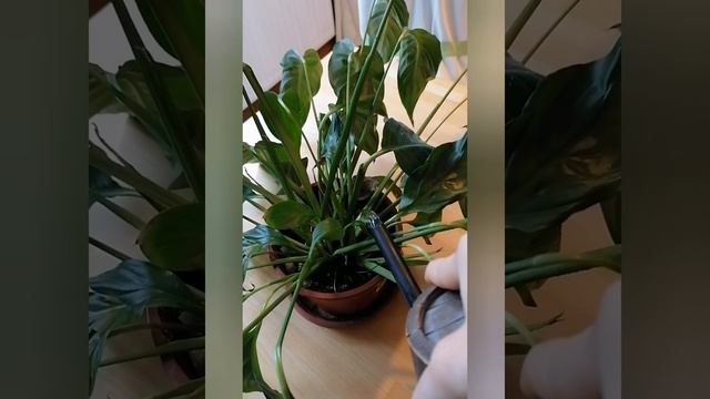 Спатифилум и зафядшие листья, Spathiphyllum braucht nur Wasser, смотреть онлайн