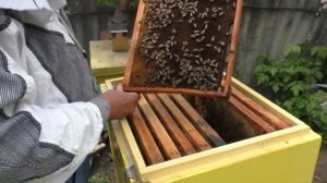 Как предотвратить роение? Создайте пчелам взяток.