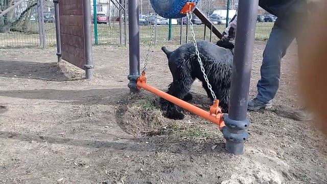 Цера, назад через перекладину, 22.04.2020 смотреть онлайн