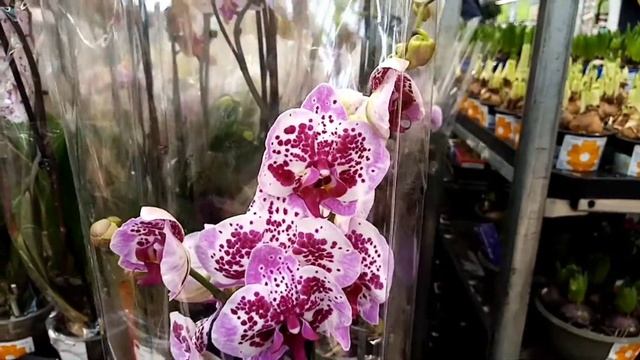Отличный завоз орхидей в Оби Мега Белая Дача. Праздники начались. ? смотреть онлайн