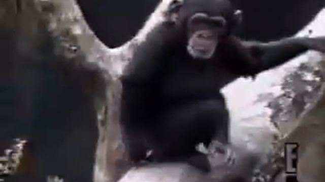 Обезьяна нюхает палец и падает с дерева, monkey smells finger and falls out of tree #shorts смотреть онлайн