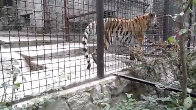 video Yalta ZOOpark 31 07 2012 026 смотреть онлайн