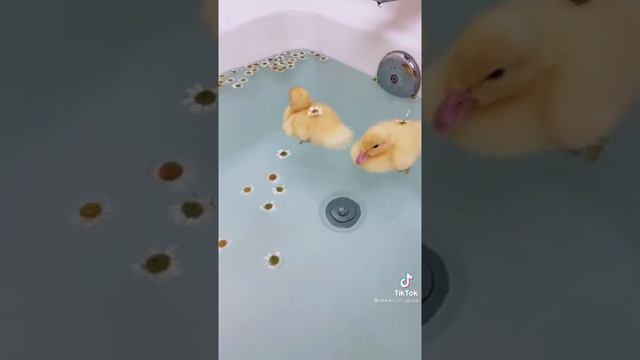 уточки купаются в ванной🐥 смотреть онлайн