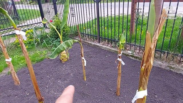 Rabata bananowa przed domem смотреть онлайн