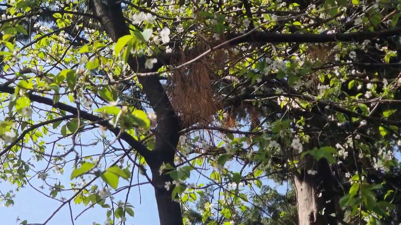 что за глупый скворец смотреть онлайн