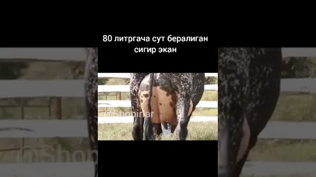 THE LARGEST COW IN THE WORLD | САМАЯ БОЛЬШАЯ КОРОВА В МИРЕ | DUNYODAGI ENG KATTA SIGIR смотреть онлайн