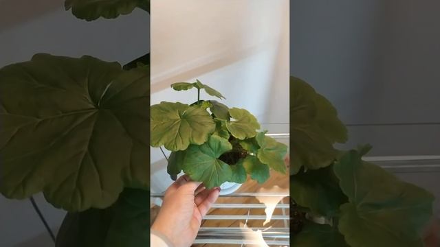 Молодой кустик пеларгонии сорта April Snow. смотреть онлайн