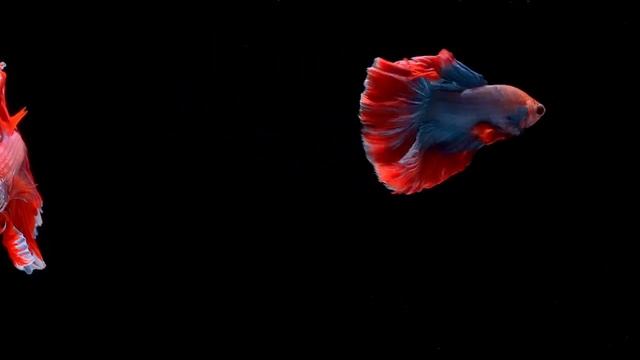 Расслабляющий аквариум в 4K UHD ? Anti-Stress Music, Relax and Meditation. смотреть онлайн