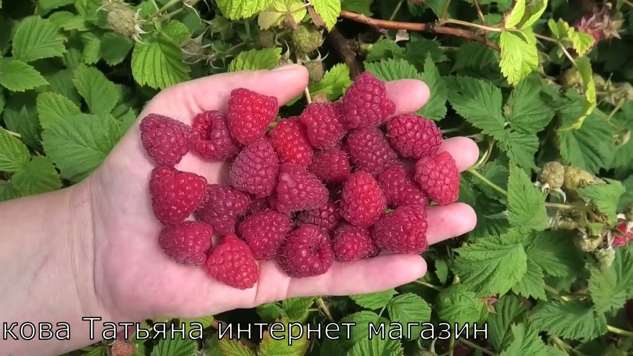 ковичен РАБОЧАЯ ЛОШАДКА МАЛИНА КРУПНАЯ УРОЖАЙНАЯ ВКУСНАЯ смотреть онлайн