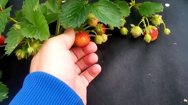 Клубника выращивание. Урожай клубники смотреть онлайн