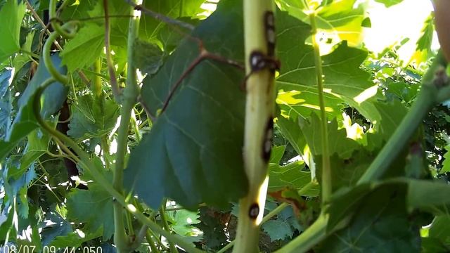 Антракноз.(антракноз винограда) смотреть онлайн