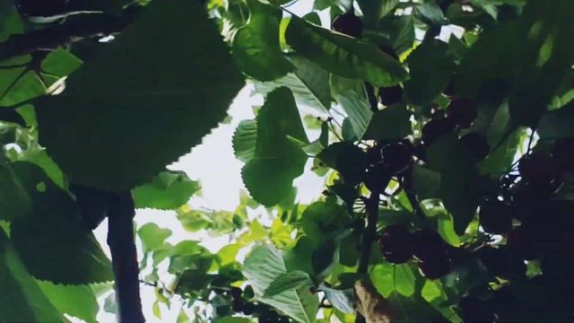 Cherry Garden | Cherry garden tour смотреть онлайн