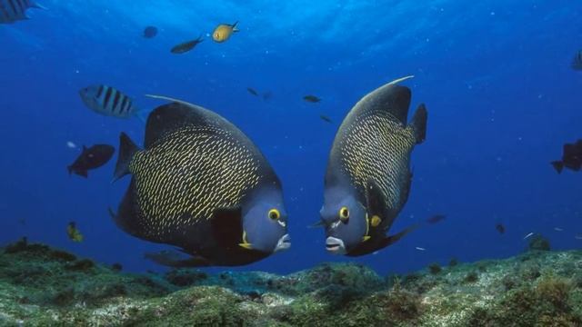 экзотические рыбки смотреть онлайн