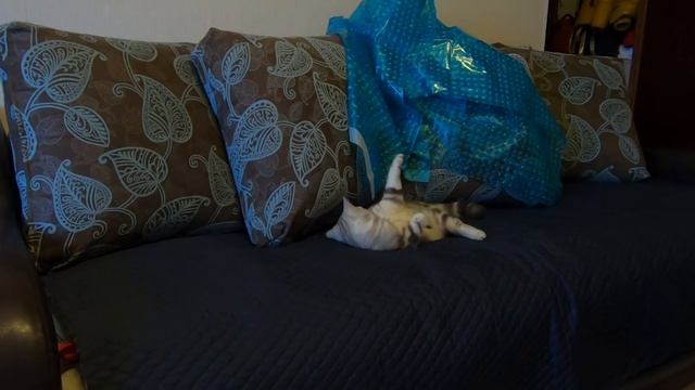 ШОК!!! Кошка прыгнула в воду!!! смотреть онлайн