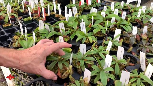 OrchidWeb - Nepenthes seedlings смотреть онлайн