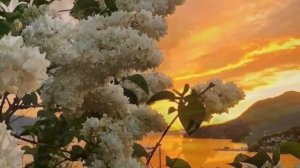 ?Забар- Сирень ?