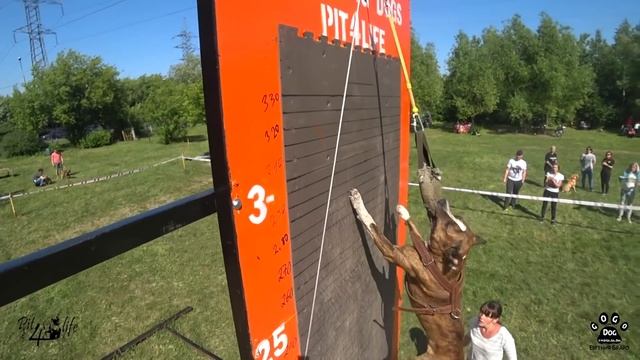 Pitbull Show Moscow 2018г. апбт. американский питбультерьер, американский стаффордширский терьер. смотреть онлайн