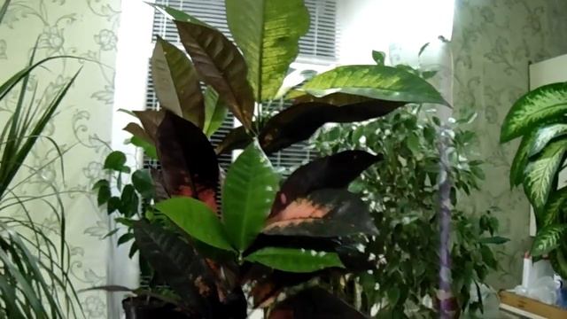 Обзор больших комнатных растений. Диффенбахия. Кротон. Фикус. Драцена. Педилантус. Сансевиерия. смотреть онлайн