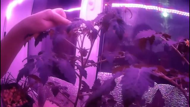 Мой домашний парник для рассады! смотреть онлайн