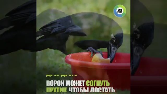 ворон самая умная птица смотреть онлайн