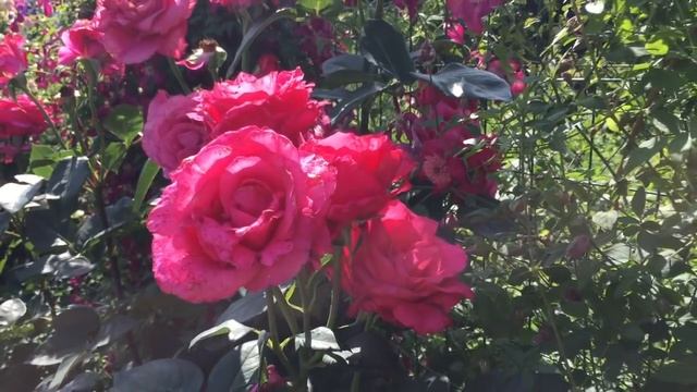 МОЙ САД в начале лета. РОЗЫ И КЛЕМАТИСЫ смотреть онлайн