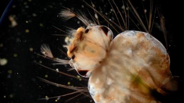 Я ИНФУЗОРИЯ И ЭТО МОЯ ИСТОРИЯ! МИР ГЛАЗАМИ ИНФУЗОРИИ ТУФЕЛЬКИ смотреть онлайн