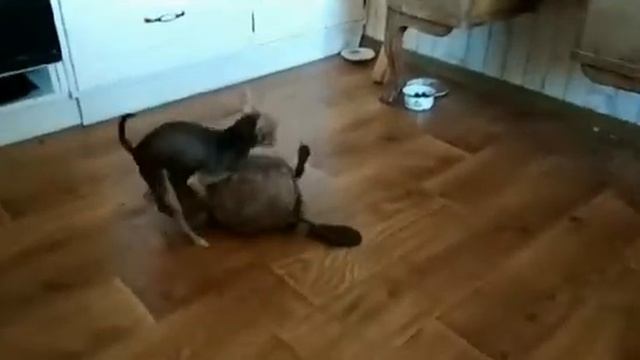 Той терьер Няша и Бобёр смотреть онлайн