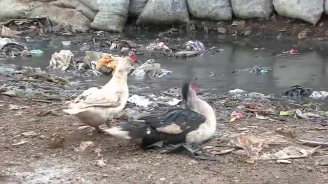 Изобретение туалета [VSauce2 на русском] смотреть онлайн