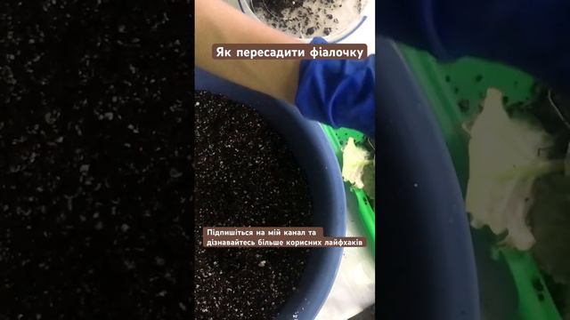 Пересаджуємо дорослу фіалочку у свіжий субстрат. #фіалки смотреть онлайн