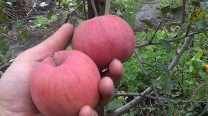 Яблоня Фуджи Кику 8