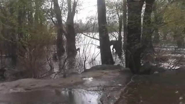 Весняний паводок на р. Десні (01.05.2013)! смотреть онлайн
