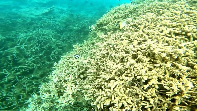 Коралловый риф рядом c Блю бич