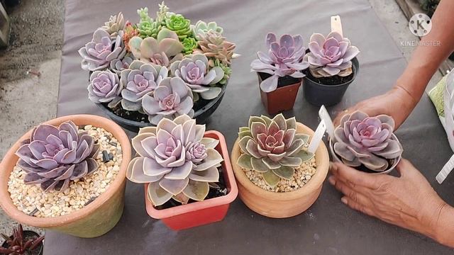Quem SÃO ELAS? Diferenças × semelhanças (ECHEVERIAS). смотреть онлайн