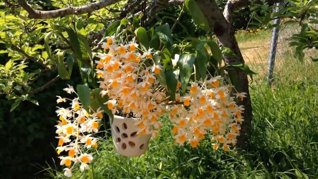 Dendrobium Thyrsiflorum