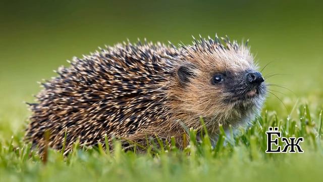 Обитатели леса смотреть онлайн